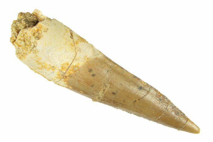 Fossil Spinosaurus Tooth - Real Dinosaur Tooth #268321